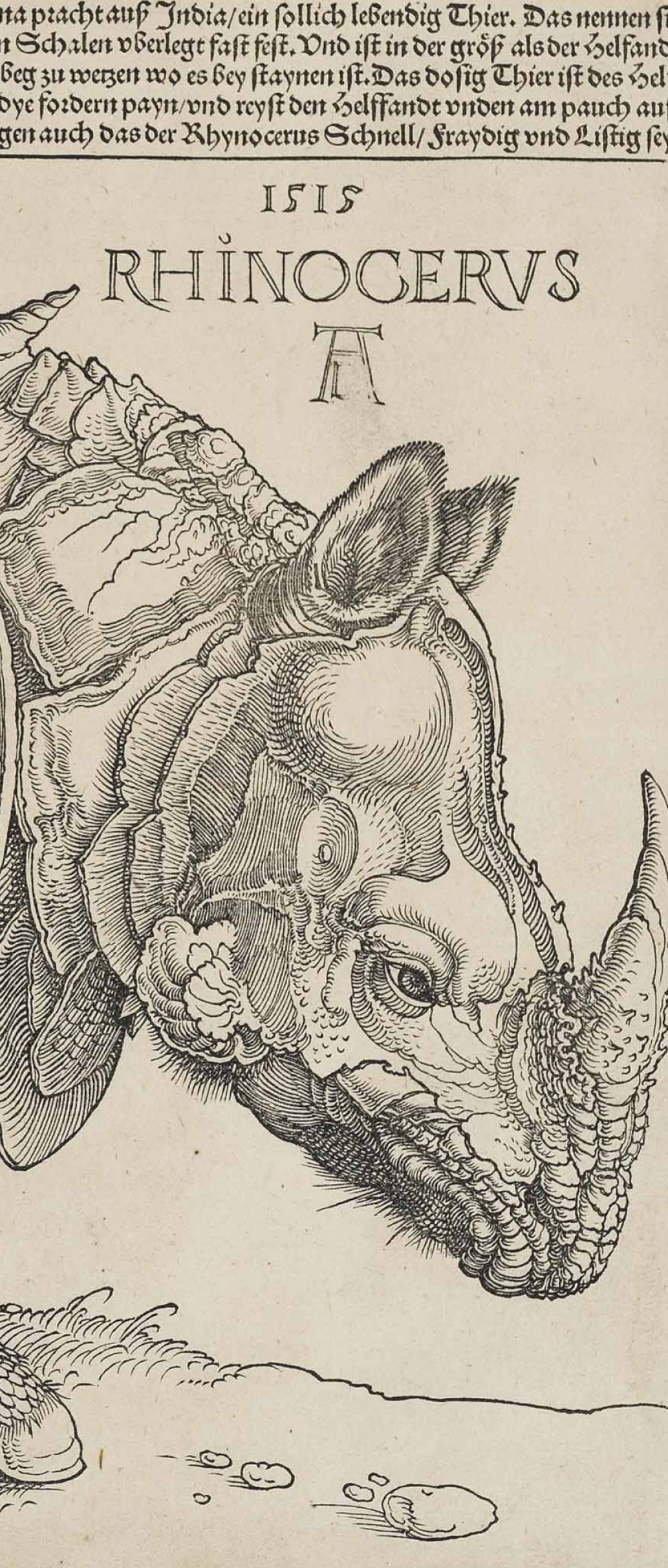 Durers Rhinoceros 1515